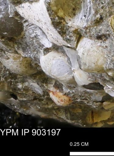 undet. Bivalvia