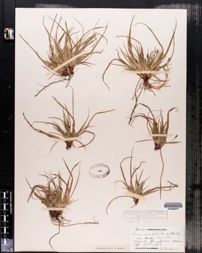 Carex tonsa