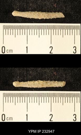 Archaeocidaris sp.