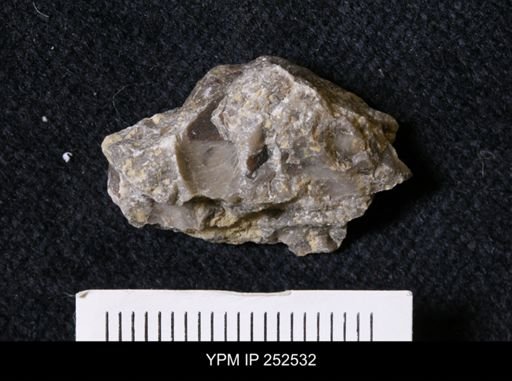 undet. Trilobita