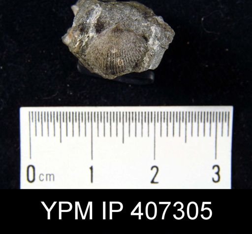 Parmorthis elegantula