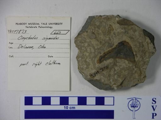 Onychodus sigmoides
