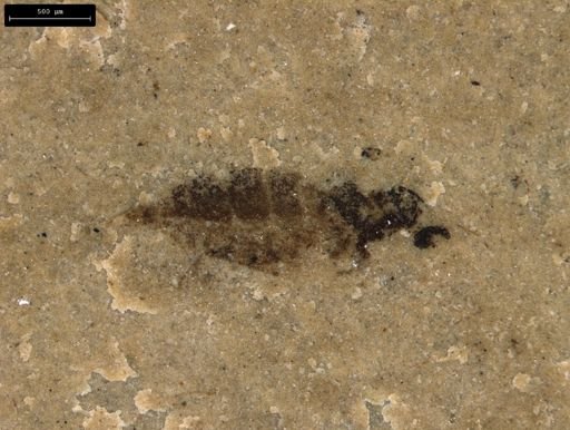 undet. Insecta