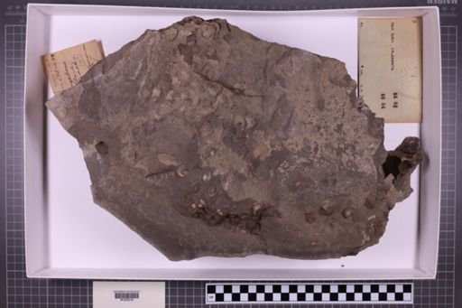 mixed taxa, stratigraphic collection