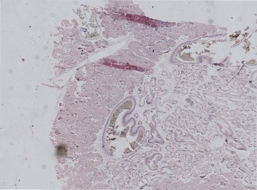 Ostrea lurida