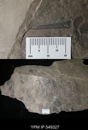 undet. Eurypterida