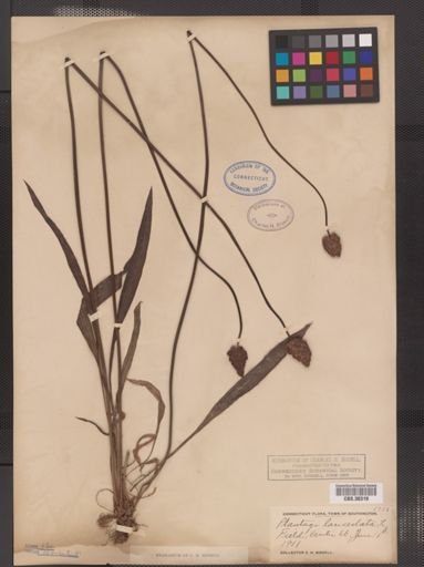 Plantago lanceolata