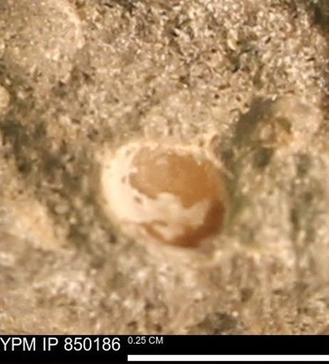 Scaphitidae