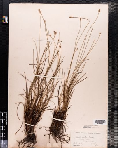 Carex exilis