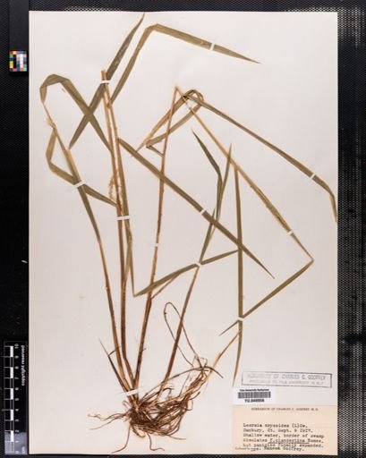 Leersia oryzoides