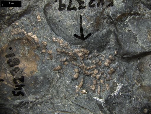 Aplocoma damesii