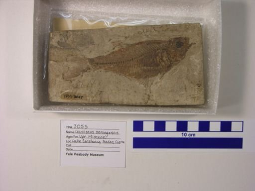 Leuciscus oeningensis