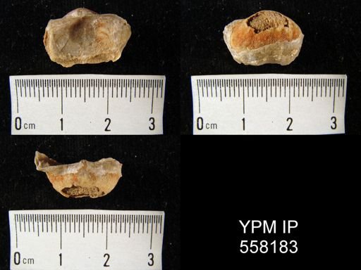 Marginifera splendens