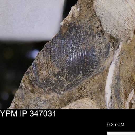 Limopsis striatopunctatus