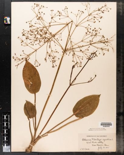Alisma plantago-aquatica