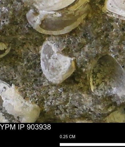 Corbulamella?