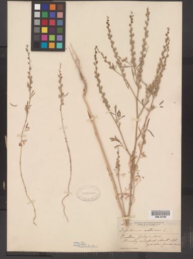 Lepidium sativum