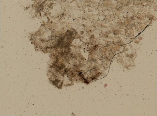 Parellisina curvirostris
