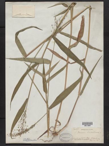 Panicum clandestinum