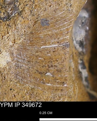 Limopsis striatopunctatus