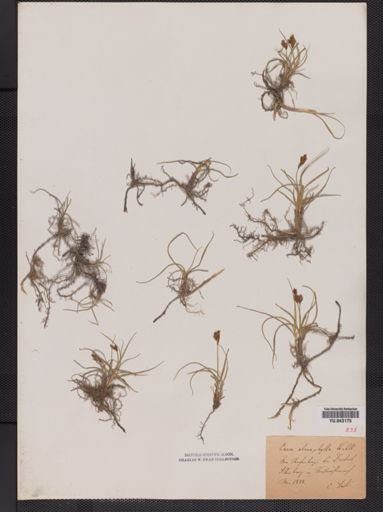 Carex