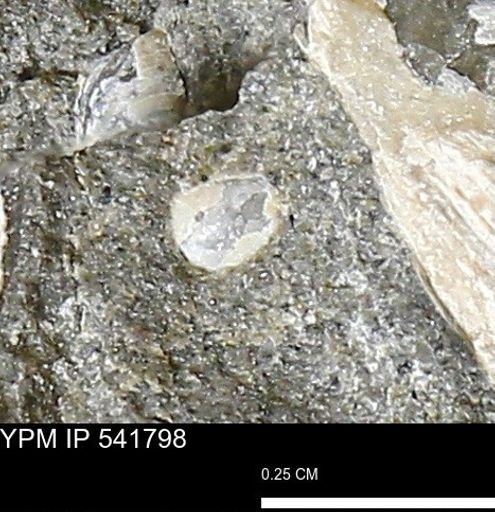 Limopsis striatopunctatus