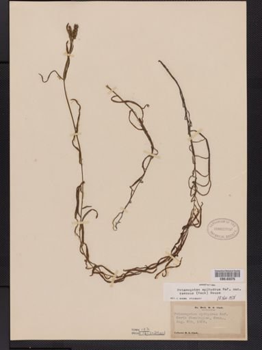 Potamogeton epihydrus var. ramosus