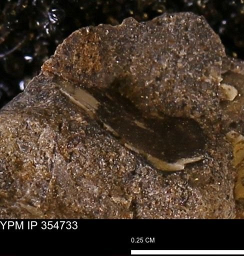 undet. Mollusca