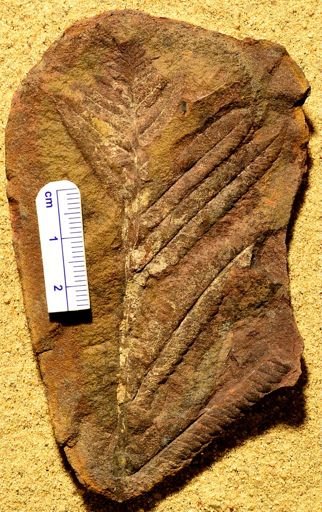 Pecopteris