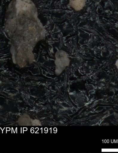 undet. Foraminiferida