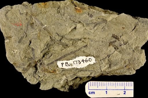 Pertica varia