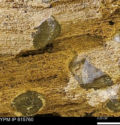 Teredo sp.