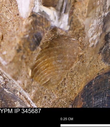 Limopsis striatopunctatus