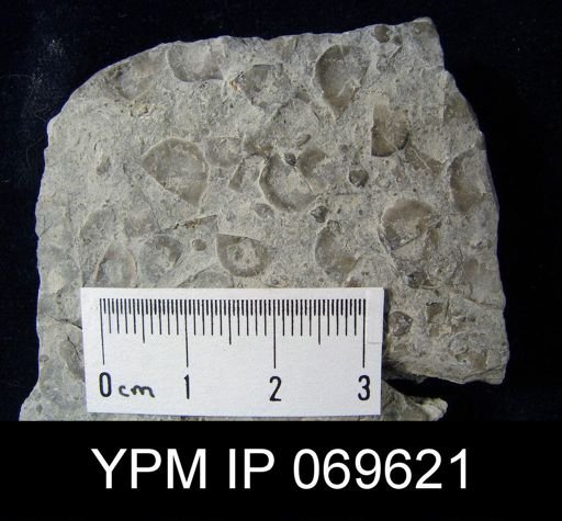 Leptaena gracilis