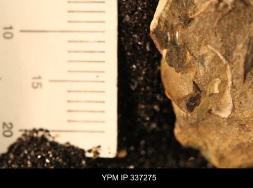 undet. Ammonoidea