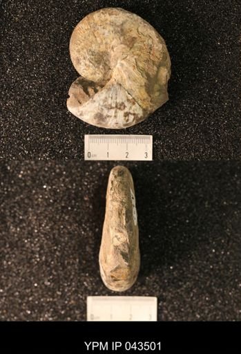 Hoploscaphites nicolletii