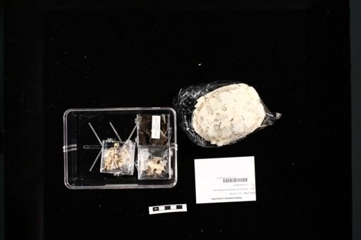 Siebenrockiella crassicollis