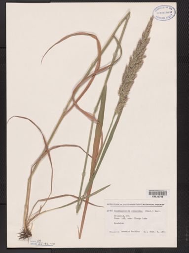 Calamagrostis cinnoides