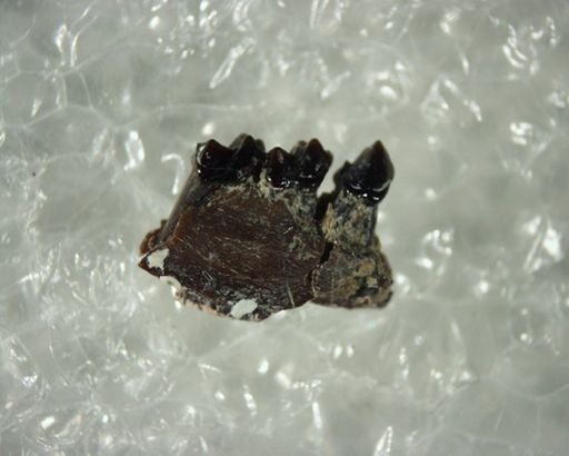 Teilhardina