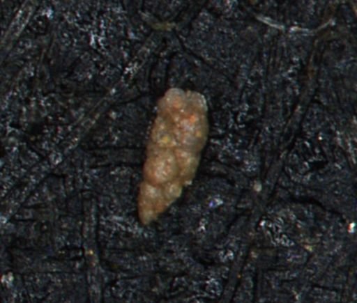Verneuilinoides kansasensis