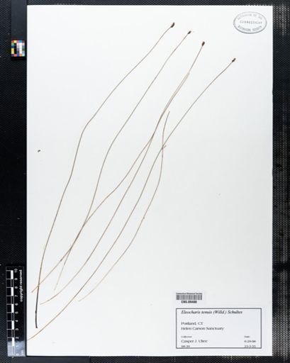 Eleocharis tenuis