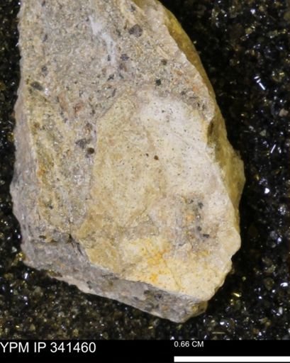undet. Mollusca