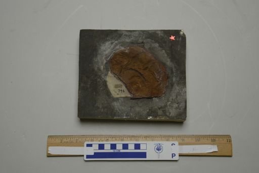 Cephalerpeton ventriarmatum