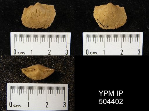 Nucleospira swartzi