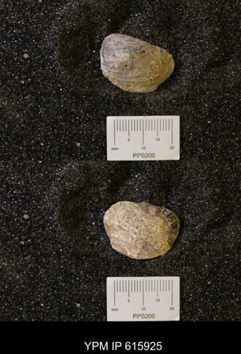 Inoceramus sp.