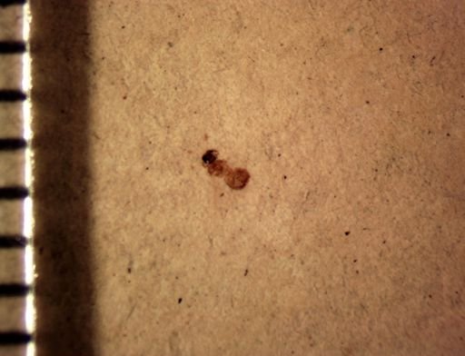 Hymenoptera?