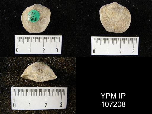 Atrypa reticularis