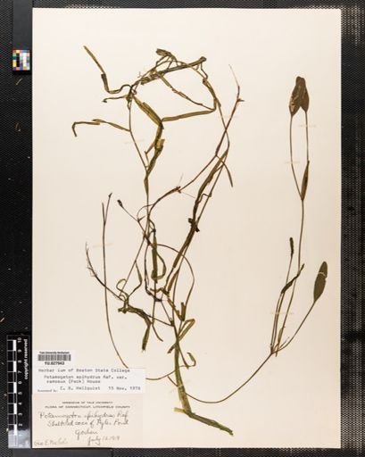 Potamogeton epihydrus
