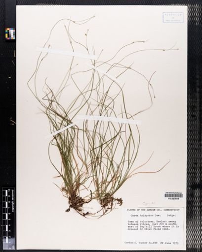 Carex trisperma