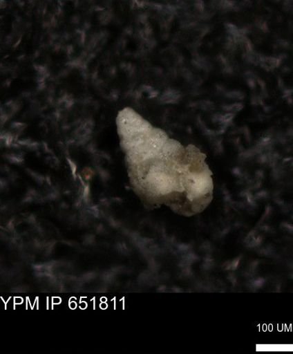 undet. Heterohelicidae